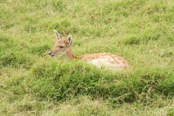spotted deer lying in grass